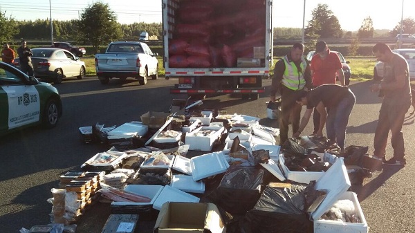 Camión que simulaba estar cargado con ramas transportaba contrabando de productos del mar