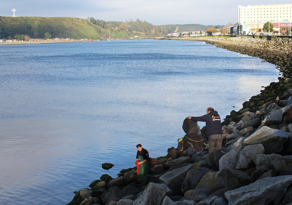 Sernapesca rescató a pingüino herido