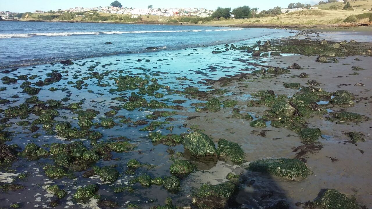 El alga de Chiloé que promete potenciar la oferta de productos orgánicos