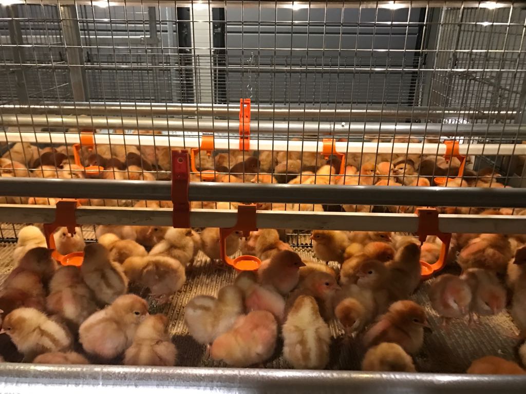 A 2025 avícolas chilenas deberán proveer gran número de huevos de gallinas libres