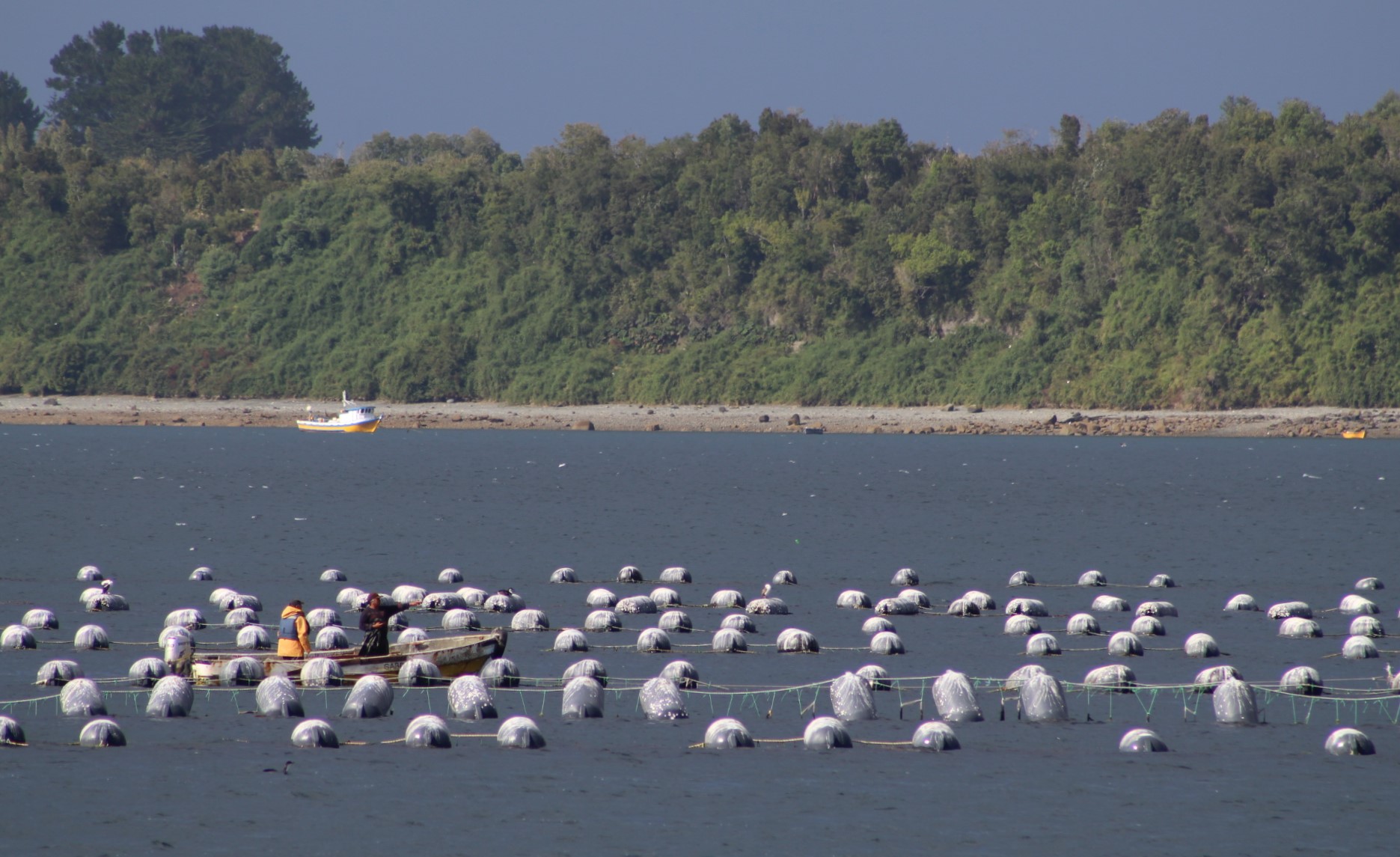 Sustentabilidad y asistencia técnica en la mitilicultura nacional.