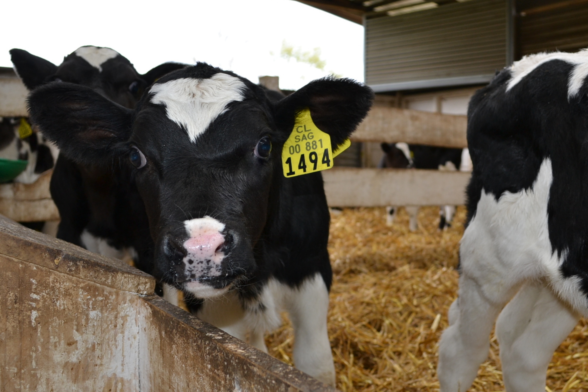Invitan a participar en Seminario sobre modelo de crianza de terneros de lechería