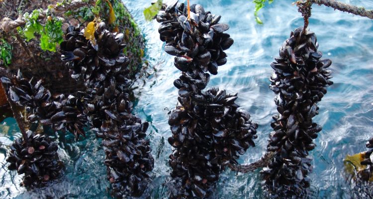 Abren postulaciones al concurso de desarrollo de nuevas ideas para la comercialización de choritos