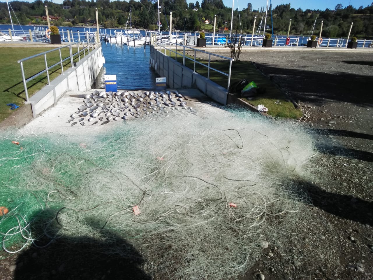 Sernapesca y Armada incautan más de 100 salmones, redes y bote