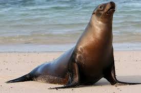 PRESENTARÁN RESULTADOS DE ESTUDIO SOBRE INTERACCIÓN ENTRE LOBOS MARINOS Y LA PESCA ARTESANAL