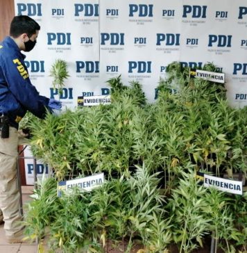 PDI incauta más de 180 plantas de cannabis en Río Negro