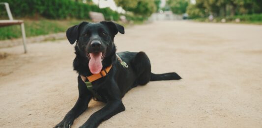 Día Mundial del Perro