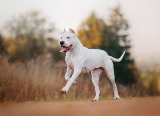 Razas potencialmente peligrosas