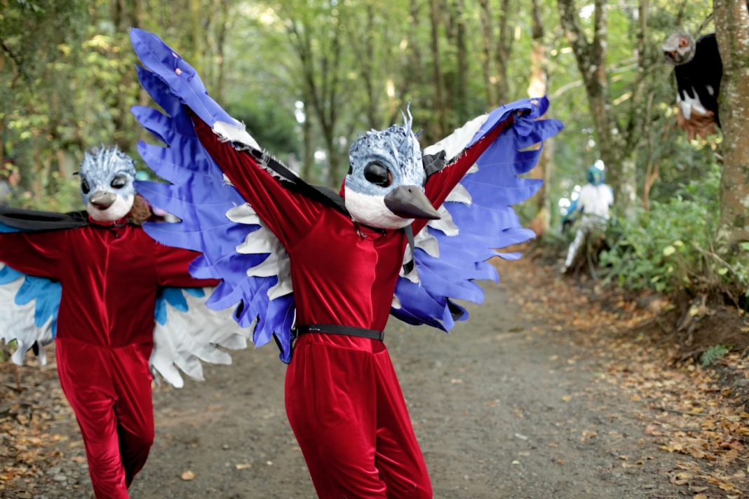 aves del bosque de palena (2)