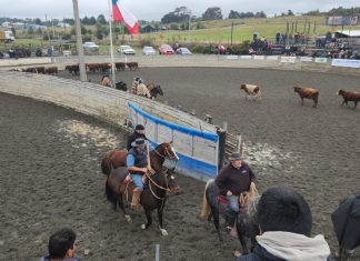 Club de Cabalgata «Amigos Chilotes Camperos»