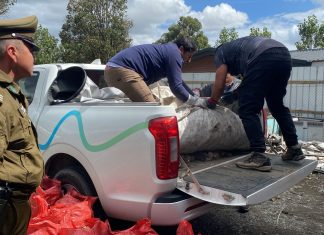 Carabineros desbarata organización criminal