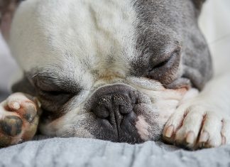 ¿Es frecuente la neumonía por aspiración en perros?