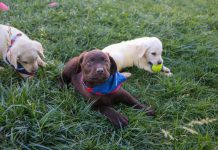 Cachorros de Aduanas se alistan para reforzar la lucha contra el tráfico ilícito