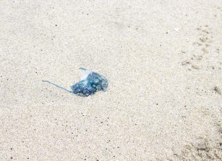 Seremi de salud emite restricción para uso de playas en Cucao