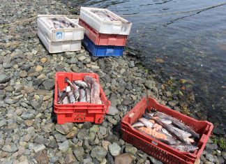 Sernapesca incauta 270 kg de Merluza del Sur