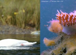 IFOP y CECPAN desarrollan libro